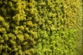 /album/galleria-foto-pareti-naturali-stabilizzate/nik3214-jpg/