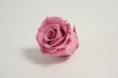 /album/rose-stabilizzate/dsc-6017-jpg/